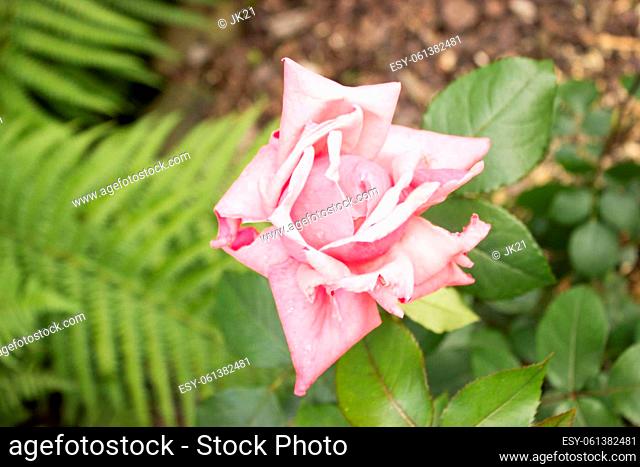 Pink rose in the garden and leaves