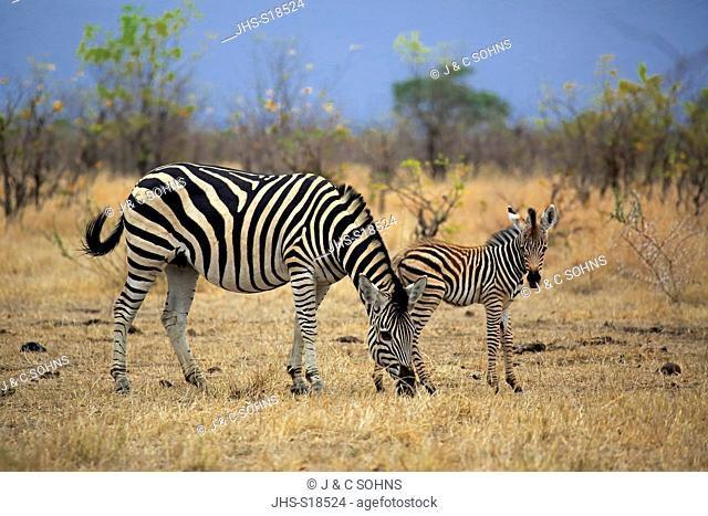 Plains Zebra Burchell, (Equus quagga burchelli), adult female with young feeding, Kruger Nationalpark, South Africa, Africa