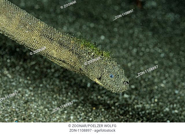 Enhydrina schistosa, beaked sea snake