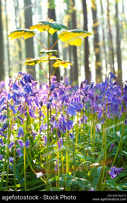bluebell flowers in forest, Hallerbos, Belgium