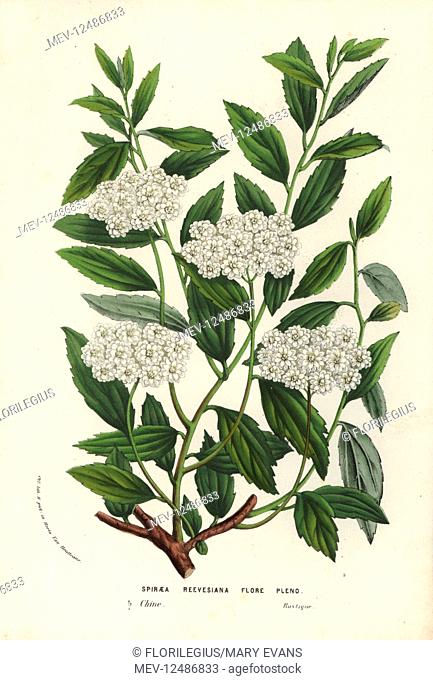 Reeve's spiraea, Spiraea cantoniensis f. lanceata (Spiraea reevesiana florepleno). China. Handcoloured lithograph from Louis van Houtte and Charles Lemaire's...