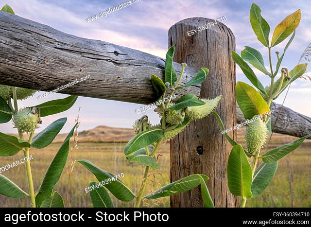 immature fruits (follicles aka pods) of the common milkweed and wooden fence along Poudre Trail in northern Colorado