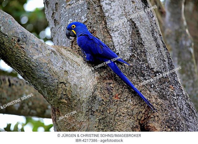 Hyacinth macaw (Anodorhynchus hyacinthinus), adult in a tree, Pantanal, Mato Grosso, Brazil