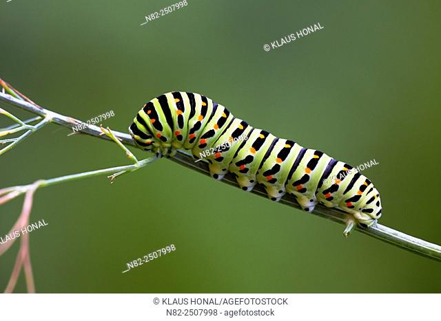 The beautiful rare caterpillar of a Swallowtail Papilio machaon on dill Anethum graveolens in a rural garden - Central Franconia, Bavaria/Germany