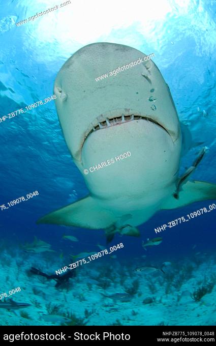 Lemon shark  Date: 07/11/2003  Ref: ZB775-109078-0048  COMPULSORY CREDIT: Oceans Image/Photoshot