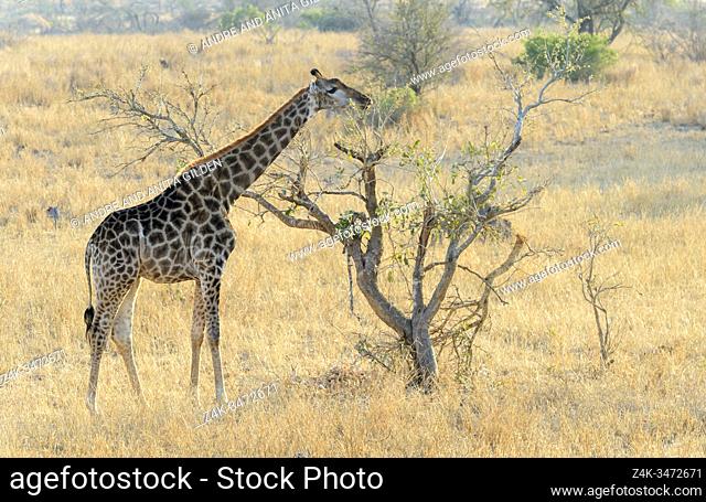 Giraffe (Giraffa camelopardalis) eating acaciatree, Kruger National Park, South Africa