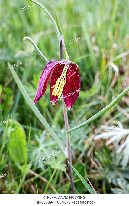 Missing petal of this Fritillary reveals the pollination process