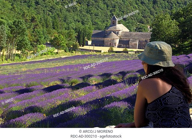 Lavender field, abbey Senanque, Gordes, Provence, Southern France / Lavendula angustifolia