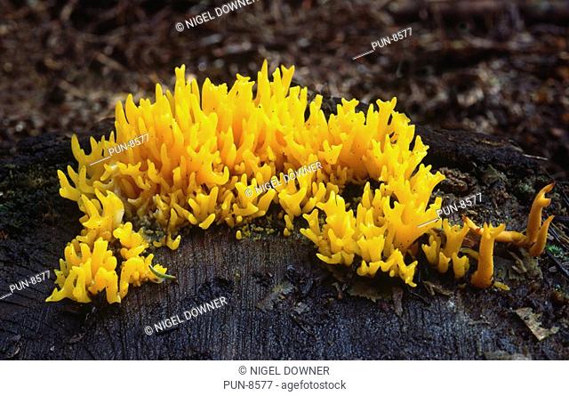 Close-up of a patch of jelly antler fungus Calocera viscosa growing on a rotting tree stump in a Norfolk wood