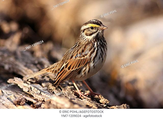 Savannah Sparrow Passerculus sandwichensis - Brazos Bend State Park, Fort Bend County, Texas