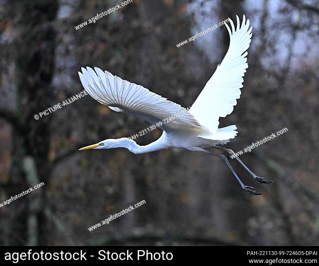 30 November 2022, Hessen, Frankfurt/Main: A great egret takes off for a flight over the Jacobiweiher pond in Frankfurt's city forest