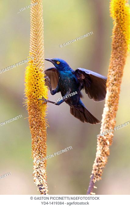 Cape Glossy Starling Lamprotornis nitens, on the Skirt aloe Aloe aloides, Kruger National Park, South Africa