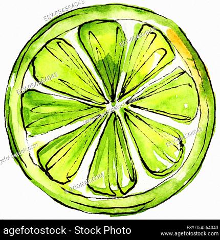 Exotic citruses healthy food in a watercolor style isolated. Full name of the fruit: citruses. Aquarelle wild fruit for background, texture