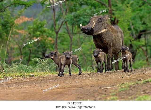 Cape warthog, Somali warthog, desert warthog Phacochoerus aethiopicus, family on gravel road, South Africa, Kwazulu-Natal, Hluhluwe-Umfolozi National Park