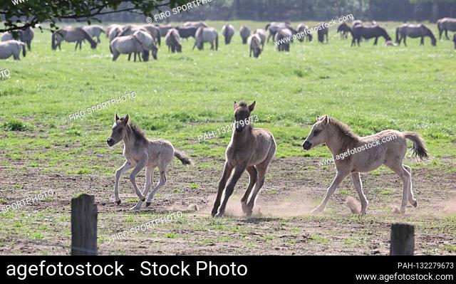 firo: 09.05.2020 General, wild horses, wild horse track Today visitors were able to visit the Merfeld break near Dvºlmen for the first time after loosening the...