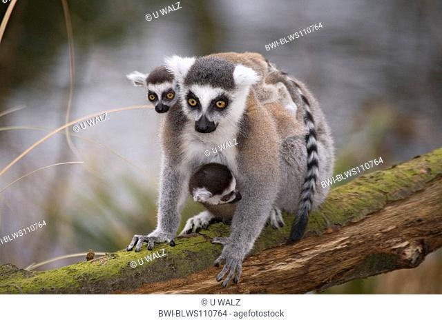 ring-tailed lemur Lemur catta, with two youngs