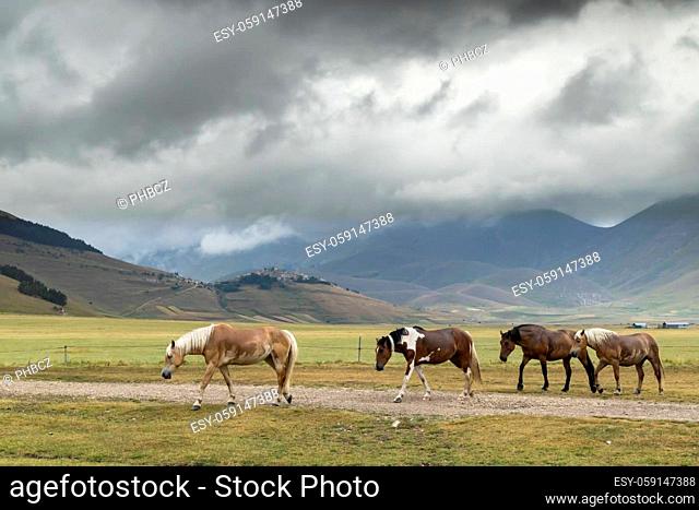 horses in mountain landscape near Castelluccio village in National Park Monte Sibillini, Umbria region, Italy