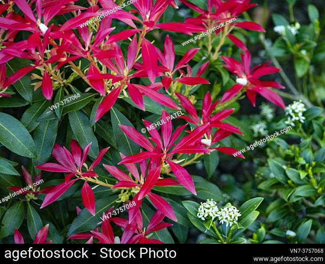 Bright red foliage of pieris 'forest flame' evergreen shrub
