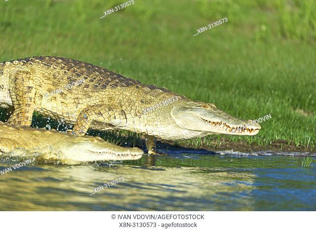 Nile crocodile (Crocodylus niloticus), Rufiji river, Tanzania, East Africa