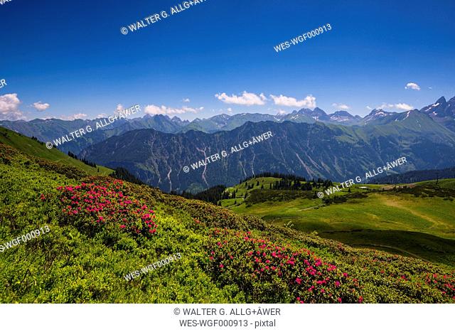 Germany, Bavaria, Allgaeu, Allgaeu Alps, alpine roses flowering on mountain pasture