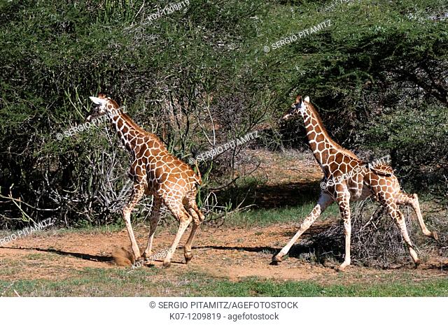 Reticulated Giraffe Giraffa camelopardalis reticulata, Loisaba Wilderness Conservancy, Laikipia, Kenya