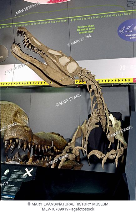 The Baryonyx walkeri specimen on display at the Natural History Museum London. Discovered in Surrey, UK in 1883 this specimen type dates back 125 million years...