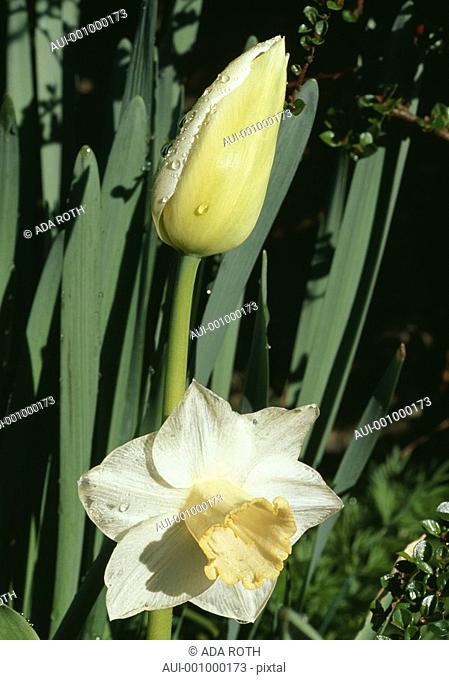 Tulipa - Narcissus - spring companions