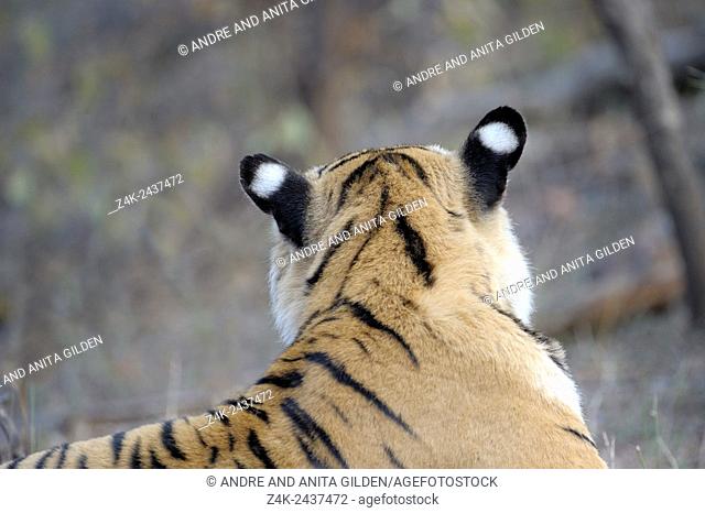 Bengal Tiger (Panthera tigris tigris) portrait of back of the head, Ranthambhore national park, Rajastan, India