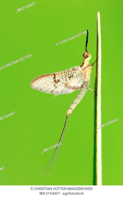 Mayfly (Ephemera glaucops), North Rhine-Westphalia, Germany, Europe