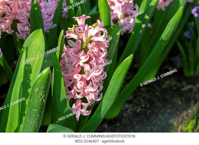 Pink Hyacinthus, Species orientalis, Hyacinth. Attractive spring bulbous flowers. Highly fragrant however the bulbs contain a poison called oxalic acid