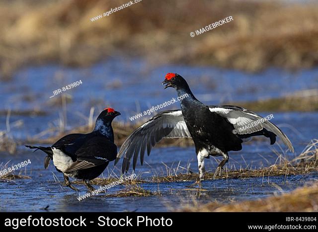 Black Grouse, Black Grouse, Courtship, Hamra National Park, Dalarna, Sweden, Europe