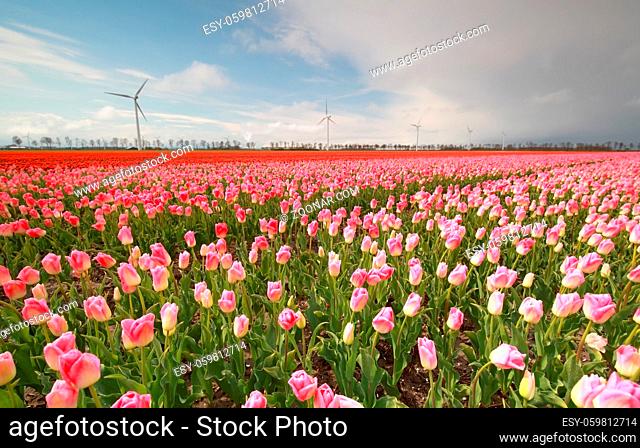 pink and red tulip field is spring, Holland