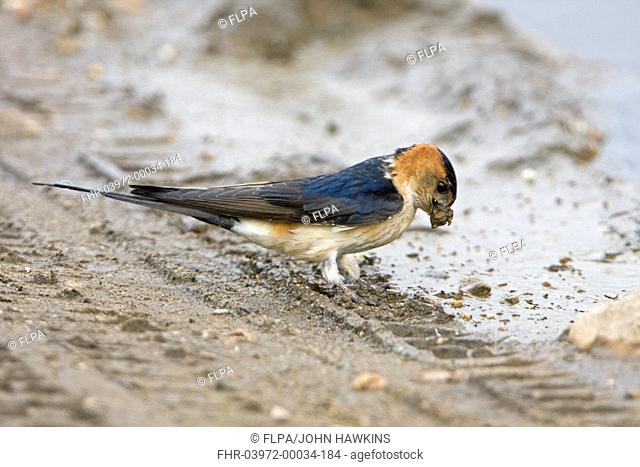 Red-rumped Swallow Hirundo daurica adult, collecting mud from puddle on track, for nesting material, Extremadura, Spain, may