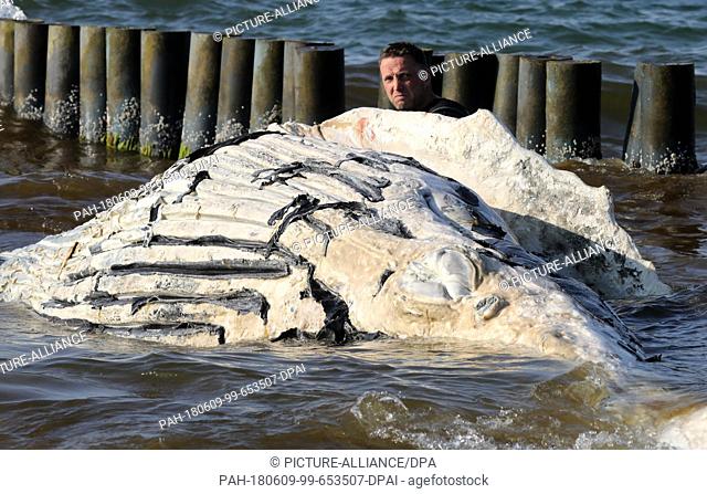 09 June 2018, Germany, Graal-Mueritz: A dead whale is dragged onto a beach at the Baltic Sea. According to experts from the German Oceanographic Museum in...