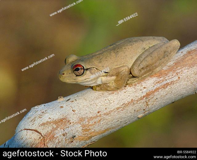 Tree Frog, Tree Frogs, Amphibians, Other Animals, Frogs, Animals, Roth's Frog (Litoria rothii) adult, sitting on eucalyptus Western Australia, Australia