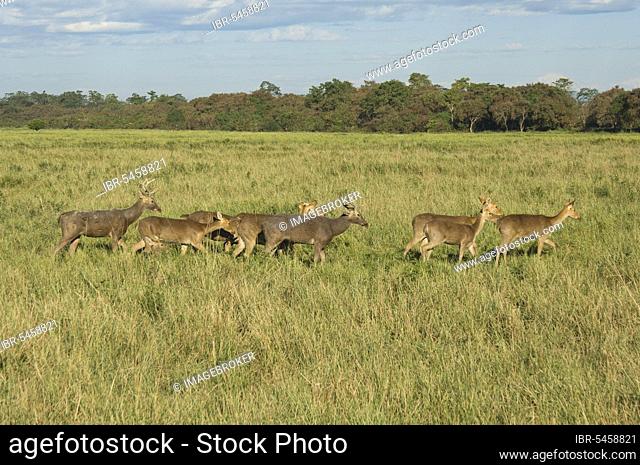 Barasingha (Cervus duvaucelii) Deers, Kaziranga national park, Assam, India, side, Asia
