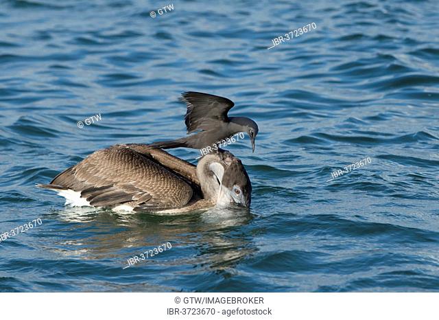 Brown Noddy (Anous stolidus galapagensis) sitting on the head of a Brown Pelican (Pelecanus occidentalis urinator) and trying to steal a fish in its beak during...