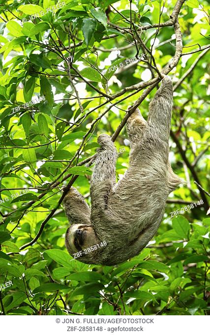 The Brown-throated Sloth, Bradypus variegatus, is a species of Three-toed Sloth found in Central and South America. Shown here in Costa Rica