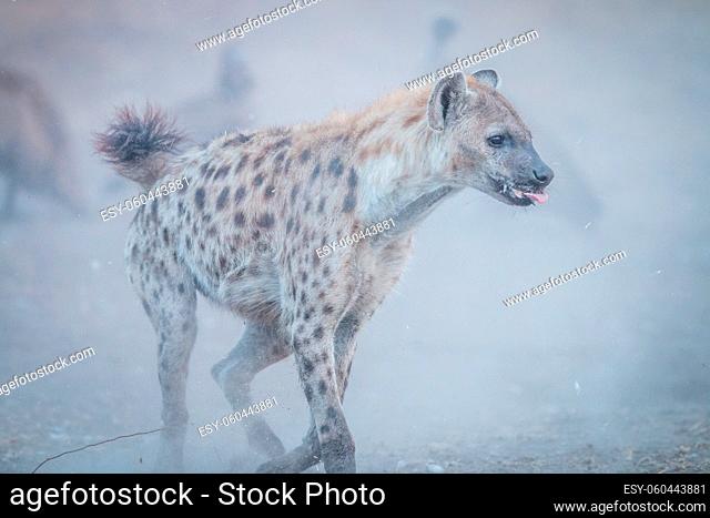 Spotted hyena running in the dust in the Kruger National Park, South Africa
