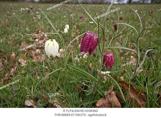 Two colour verities of fritillarys
