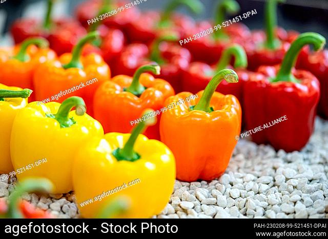 08 February 2023, Berlin: Yellow, orange and red peppers (lat. Capsicum) are exhibited at Fruit Logistica. Fruit Logistica is an International Trade Fair for...