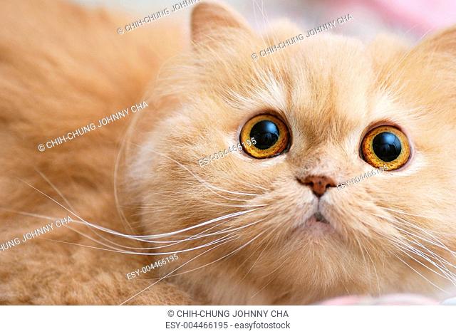 Close up persain cat