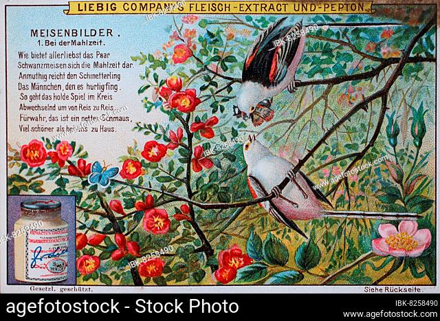 Serie Meisenbilder, Vögel, Schwanzmeisen beim Füttern, Liebigbild, digital verbesserte Reproduktion eines Sammelbildes von ca 1900