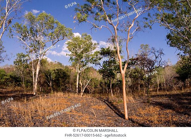 Eucalyptus Eucalyptus sp woodland habitat, North Wetar Island, Alor Archipelago, Lesser Sunda Islands, Indonesia