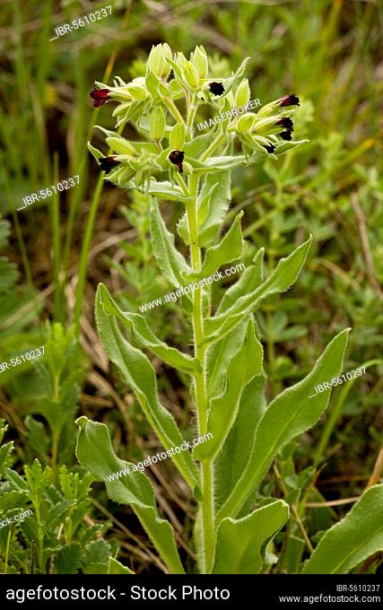 Nonea erecta, Brown monkweed, cow parsnip (Nonea pulla), Napwort, Rough-leaved plants, Brown Nonea flowering, Transylvania, Romania, Europe