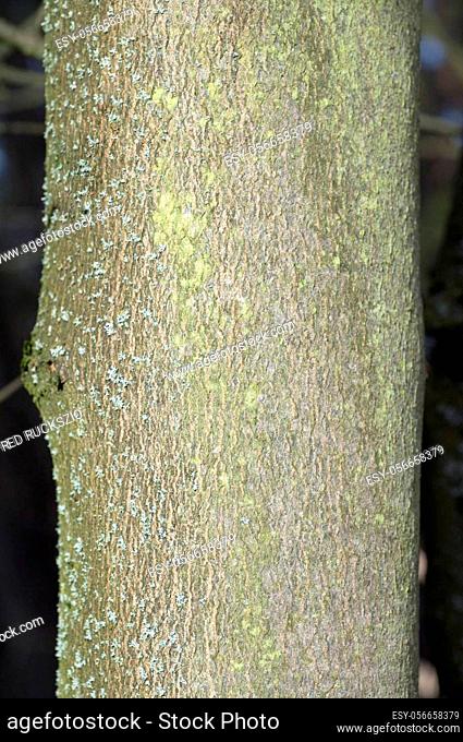 Lindenbaum, Stamm, Rinde, tree, trunk, bark