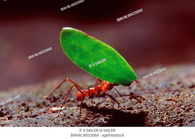 leafcutting ant Atta cephalotes, Costa Rica