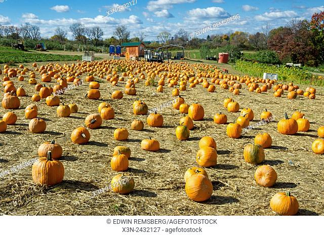 Lots of pumpkins at an orchard in Wexford, Pennsylvania, USA