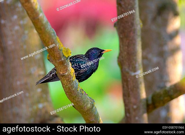 Closeup of a common starling sitting on the branch of a tree