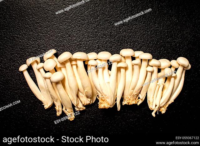 Shimeji mushroom or White beech mushrooms on black background. East Asia edible mushrooms is rich in umami tasting compounds